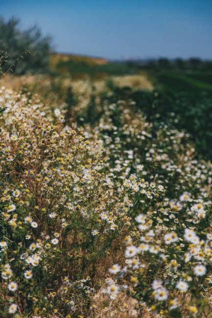 Островок диких ромашек в луговой степи 🌼

Фото: Артём..