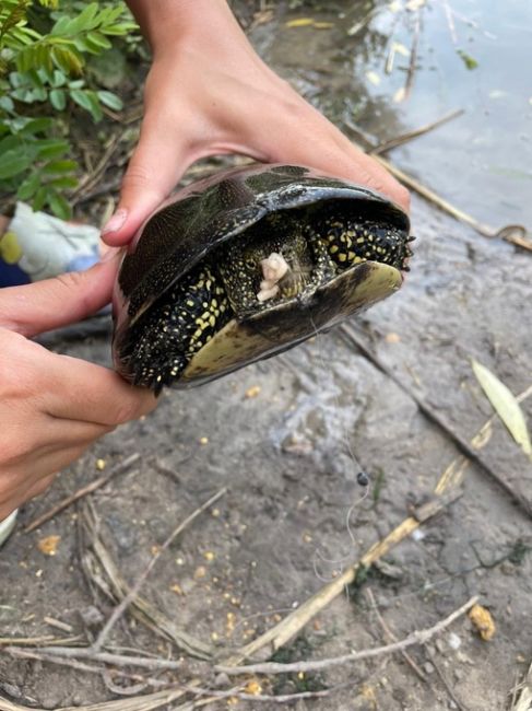 🐢 Лежбище ростовских..