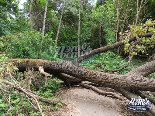 🌳⚠ Дерево, которое упало ещё 26 июня в роще на Шолохова (напротив парка Авиаторов) лежит до сих пор. Никому до..