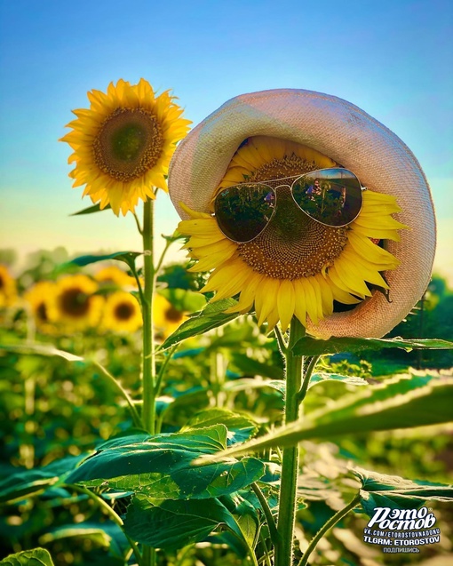 Время фотогеничных подсолнуховых полей..