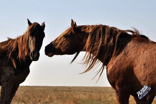 🐎 Донские мустанги в Ростовском..