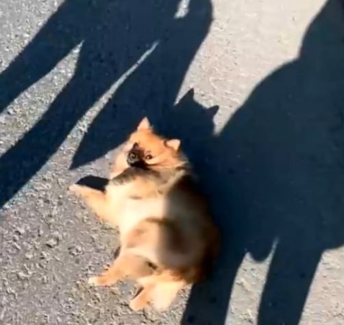 В Челябинской области хозяева привязали собаку к автомобилю

Данный инцидент произошел вчера утром в городе..
