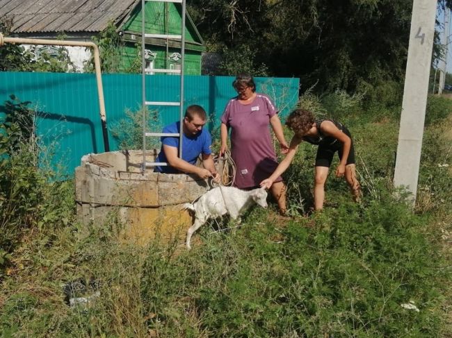 В Ростовской области спасли козленка, упавшего в глубокий колодец. 
 
В поселке Веселом женщина выпустила..