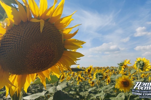 🌻Символы Донского..