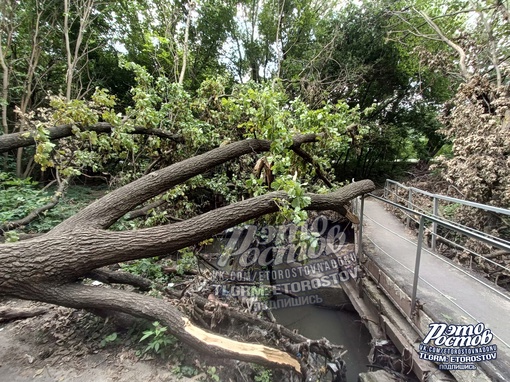 🌳⚠ Дерево, которое упало ещё 26 июня в роще на Шолохова (напротив парка Авиаторов) лежит до сих пор. Никому до..