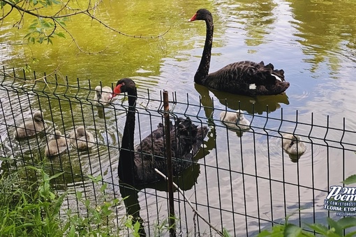 🦢 Семья лебедей в зоопарке учит своих птенцов клянчить хлеб..