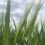 В Самарской области обнаружена опасная пшеница 

Полторы тонны отправлены на переработку

В Самарской..