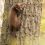 Живой символ Уфы запечатлели в Чишминском районе. 
 
Куница ползла по дереву, когда ее сфотографировал..