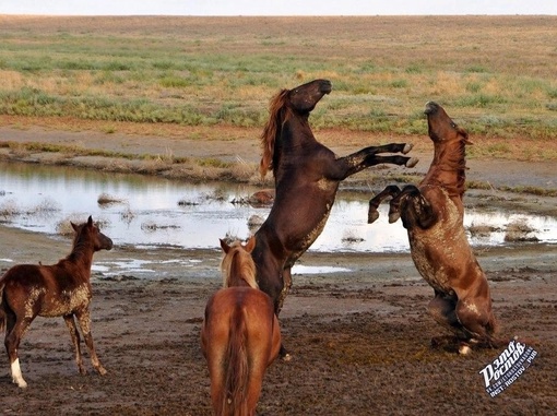 🐎 Донские мустанги в Ростовском..