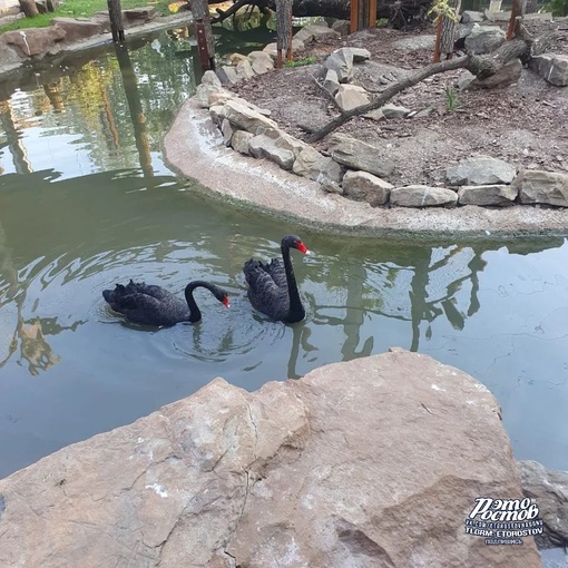 🦚🦜 Южный парк птиц Малинки. Очень красивое место 
 
📍Ростовская область, Красный Сулин (ПСХ Соколовское)..