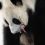 Немного милоты. В Московском зоопарке появился на свет первый в истории России детеныш большой панды. 
 
Фото:..