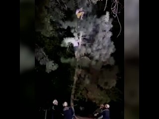 В Азове неизвестный мужчина залез на дерево и начал хулиганить. Спустить дебошира на землю удалось только..