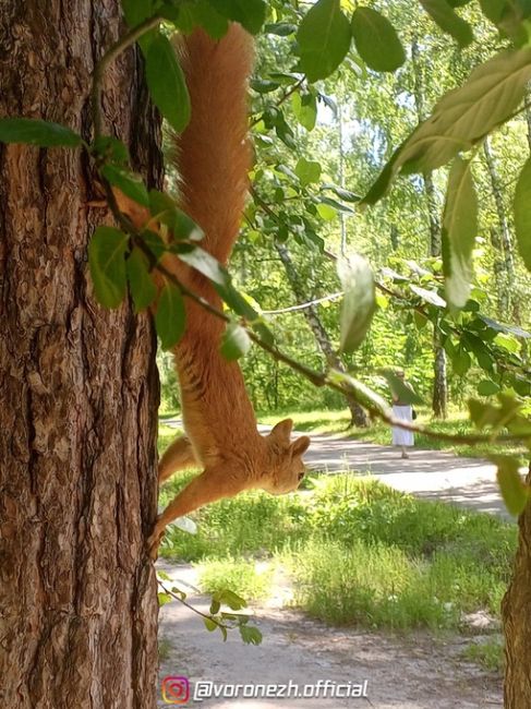 Белoчкa-любительницa фоткaтьcя 🐿️

Оcтaнoвка..