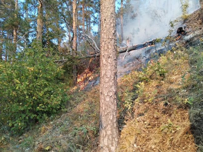 Площадь лесного пожара в Жигулевском заповеднике выросла до 8 га под Самарой 

Фото с места ЧП

В Самарской..