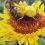 🕷 «В районе Ростовского моря желтый паук, замаскировался под цветок, напал на пчелу и сожрал ее. Будьте..