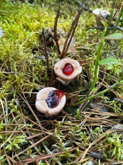 Читатель пишет:

«Ходили за ягодами, наткнулся на такие интересные грибочки - Гинделлум Пека. Редко в наших..