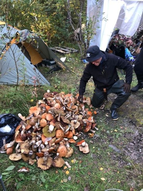 Петербурженка привезла из лесов Всеволожского района рекордный урожай. Женщина за два дня собрала почти 950..