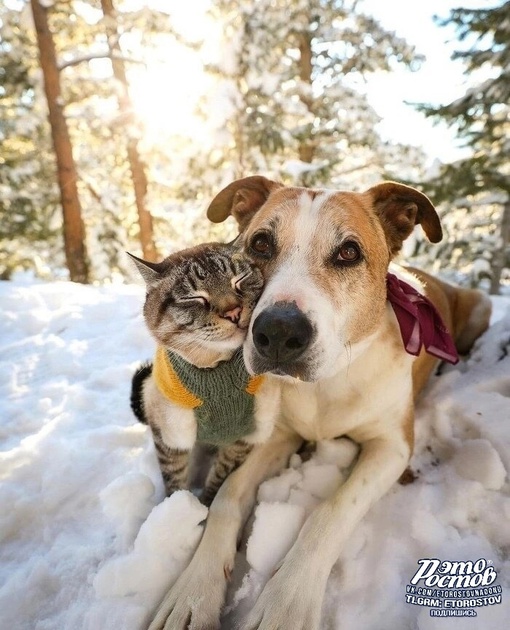 Пёс, который путешествует со своим котом..