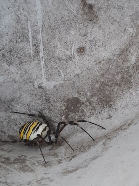 Огромные пауки-осы напугали жителей Омска
 
Длина тела этих паучков достигает 3 см, а лап – 5 см. Пауки плетут..