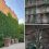 Зелёная стена из дикого винограда, 17 лет украшавшая дом №18А на улице Лизы Чайкиной на Петроградке, не..