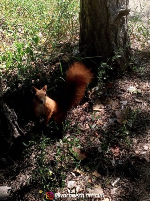 Белoчкa-любительницa фоткaтьcя 🐿️

Оcтaнoвка..