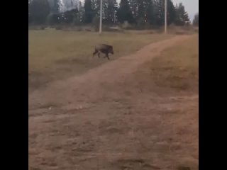 В Оханском районе по селу Беляевка свободно разгуливают кабанчики. 

По словам местной жительницы Людмилы, в..