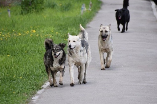 В Следкоме Кубани рассказали, как в Краснодаре отлавливали несуществующих бездомных собак 

Детали..