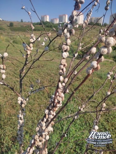 Со стороны можно подумать, что это верба, но нет, это нашествие улиток на Суворовском..