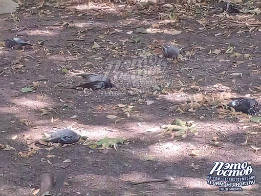 🕊 Массовая гибель голубей у дома на Стачки, 204. Земля усыпана тушками. Жители предполагают, что кто-то травит..