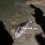 Мертвого дельфина обнаружили отдыхающие на берегу Таганрогского..