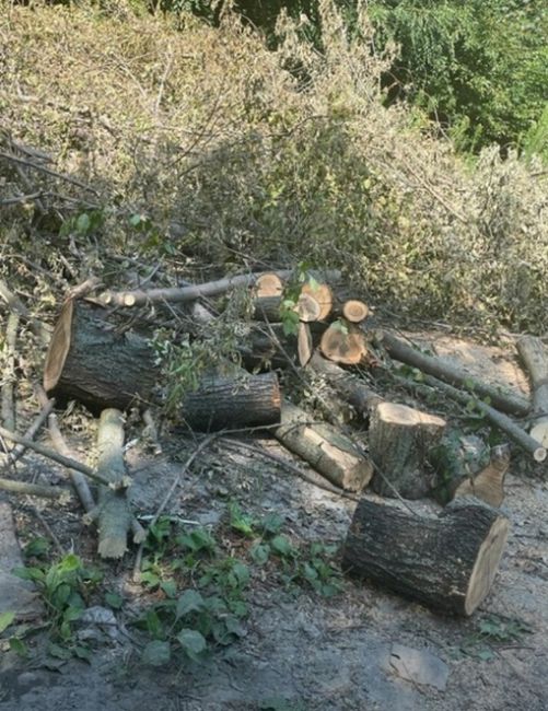 Ростовчанин жалуется на самоуправство неизвестных, которые без согласования с жильцами срезают деревья в..