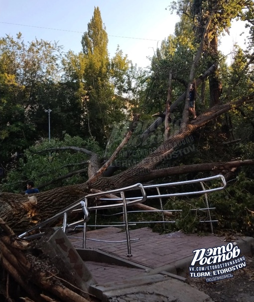 🌳⚠️ Большое дерево упало на территорию 37 школы. К счастью, никто не пострадал, зато погнулись забор и..