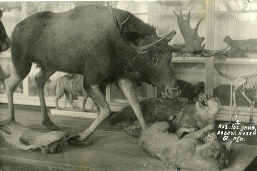 Такое вот чучело зубра и лося стояли в одном из казанских музев в 1932 г...