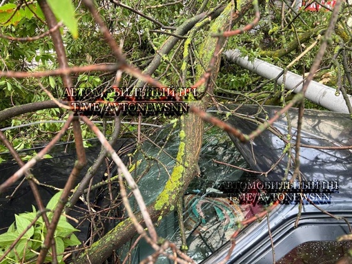 Вдвойне неудачный день для жильца дома №19 на улице Панина

Вчера во время урагана дерево и столб рухнули на..