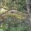 Настроение на выходных: лисёнок, которого житель Выборгского района застал в приграничных лесах безмятежно..