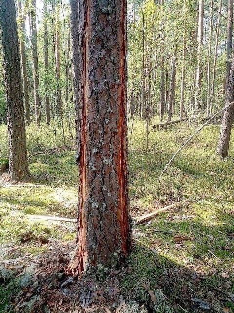 Сотрудники Керженского заповедника заметили сосну в которую ударила молния сразу с двух сторон. 

Дерево..