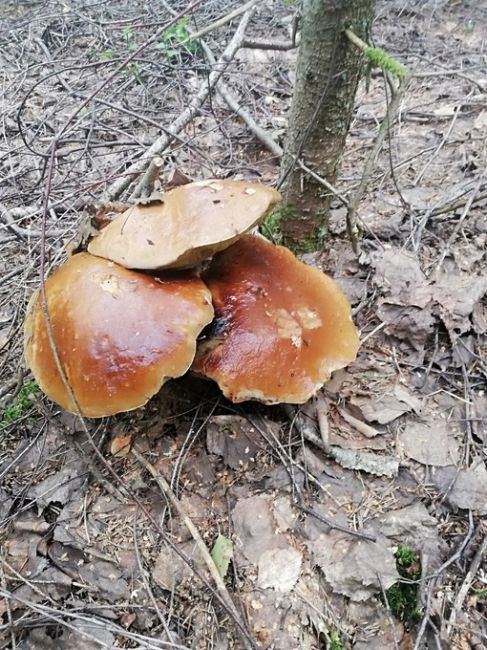 🗣️Скидывайте в комментарии фото своих..