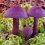 🍄 В Подмосковье нашли редкий гриб — паутинник фиолетовый.

А вы выходите на грибную..