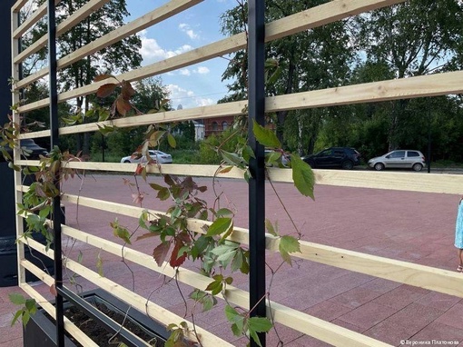 😍 В Перми в сквере имени Татищева установлено вертикальное озеленение — кадки с виноградными..