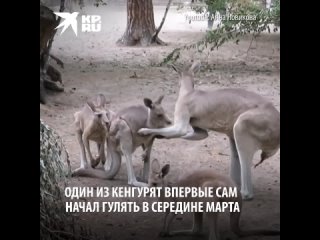 Маленькие кенгурята в Новосибирском зоопарке подросли и уже прыгают по вольеру. Малышам уже не интересно..