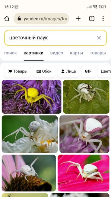 🕷 «В районе Ростовского моря желтый паук, замаскировался под цветок, напал на пчелу и сожрал ее. Будьте..