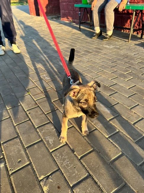 Очередное предательство 🆘🆘🆘😭😭
‼️Щенка привязали и бросили у подъезда. Девушка забрала временно к..