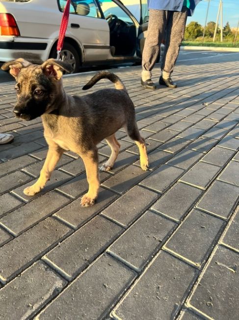 Очередное предательство 🆘🆘🆘😭😭
‼️Щенка привязали и бросили у подъезда. Девушка забрала временно к..