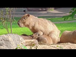 😍 В Московском зоопарке показали, как капибарята пьют материнское молоко 
 
Детёныши капибары уже..