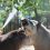 ☺️ Животных в зоопарке «Лимпопо» охлаждают вкусняшками

Обитателям зоопарка дают фруктовый лед из компота..