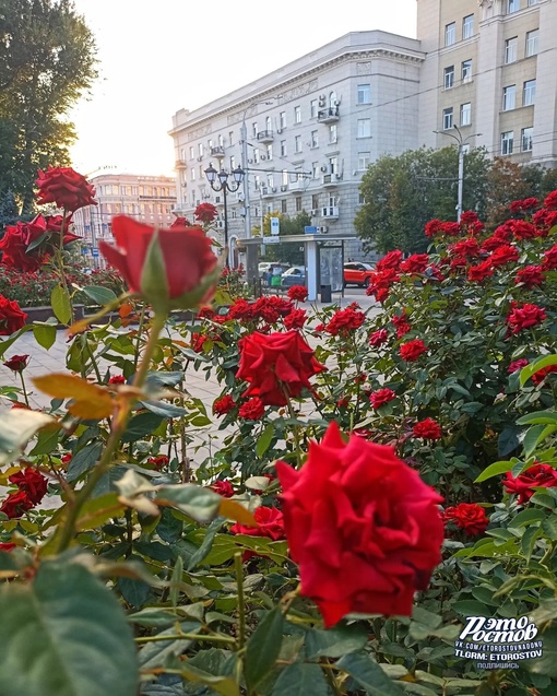 🌹 Розы на площади..