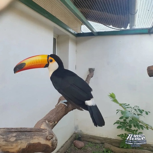 🦚🦜 Южный парк птиц Малинки. Очень красивое место 
 
📍Ростовская область, Красный Сулин (ПСХ Соколовское)..