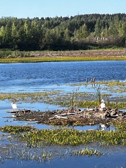 На водоёме в Перми поселились белые лебеди. И у них недавно появилось потомство.

Фото: Татьяна..