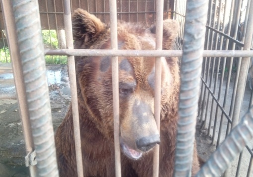 Омская природоохранная прокуратура: «Факты жестокого обращения с медведем не установлены»

Никому нет..