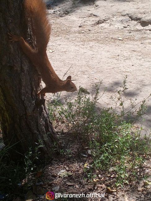 Белoчкa-любительницa фоткaтьcя 🐿️

Оcтaнoвка..